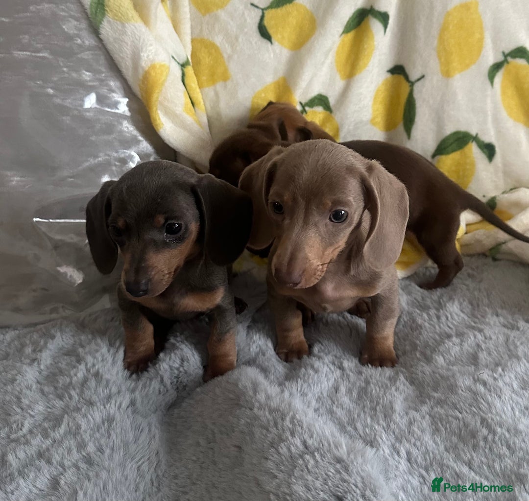 Dachshund dogs for sale: Outstanding dachshund puppies - Image 11