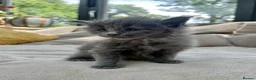 Maine Coon cats for sale: Extraordinary Chunky Maine Coon Boys- Rare Quality - Advert 12