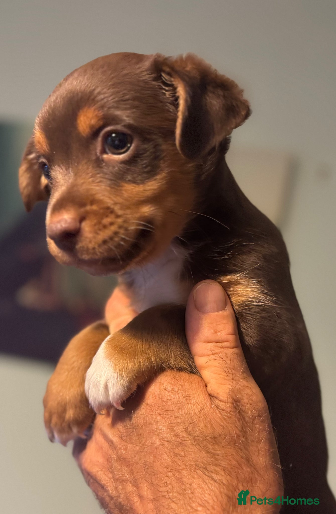 Mixed Breed dogs Adorable Jack Russell X Terrier puppies - Advert 1