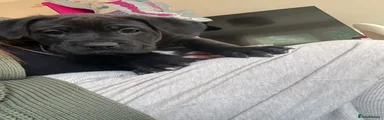Mixed Breed Puppy 11