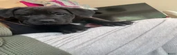 Mixed Breed dogs for sale: Cane corso x staff puppies  in Witham - Advert 24