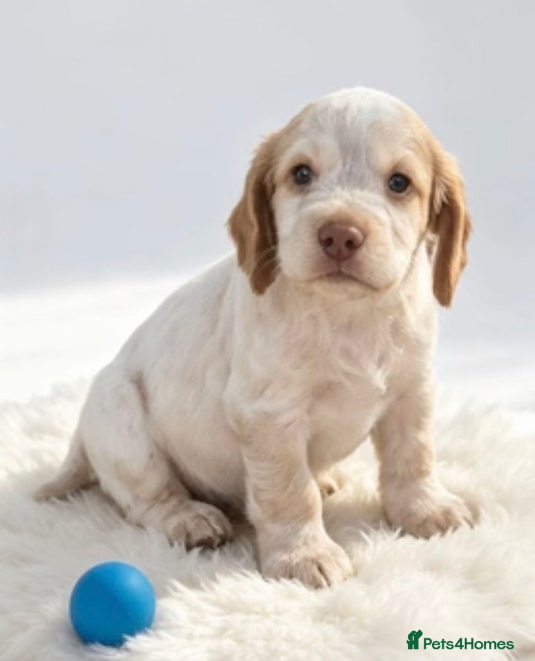 Cocker Spaniel dogs Adorable working cocker spaniels  - Advert 1