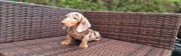 Miniature Dachshund dogs for sale:  Beautiful Mini dachshund   - Advert 11