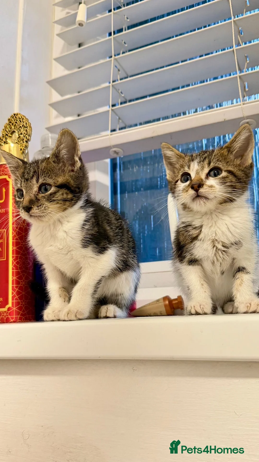 Mixed Breed cats for sale: Ragdoll x kittens - Advert 4