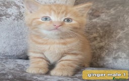 Mixed Breed cats for sale: 4 kittens x British blue short hair  - Image 4