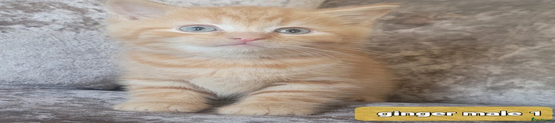 Ginger male 1