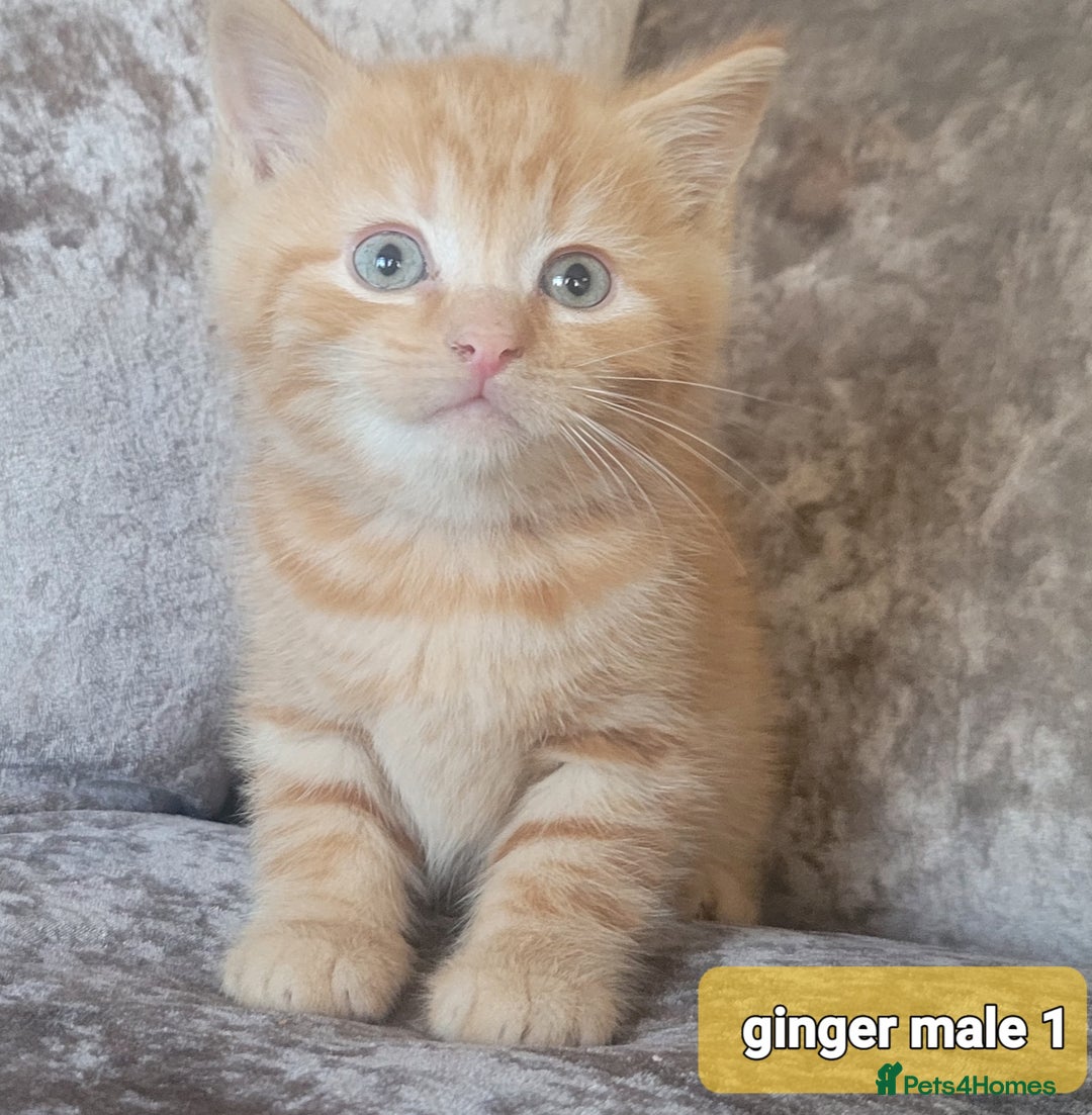 Mixed Breed cats for sale: 4 kittens x British blue short hair  - Image 4