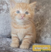 Mixed Breed cats - Advert 4