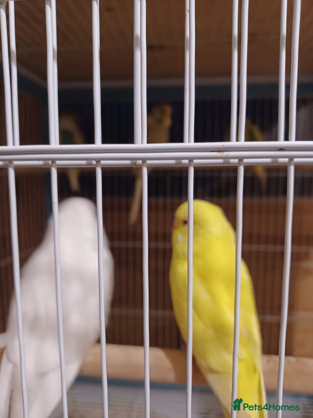 Budgerigars birds for sale: Baby Budgies - Advert 2