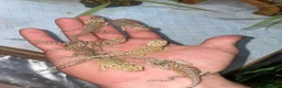 Bearded Dragon reptiles for sale: Bearded dragons  in Dover - Advert 4