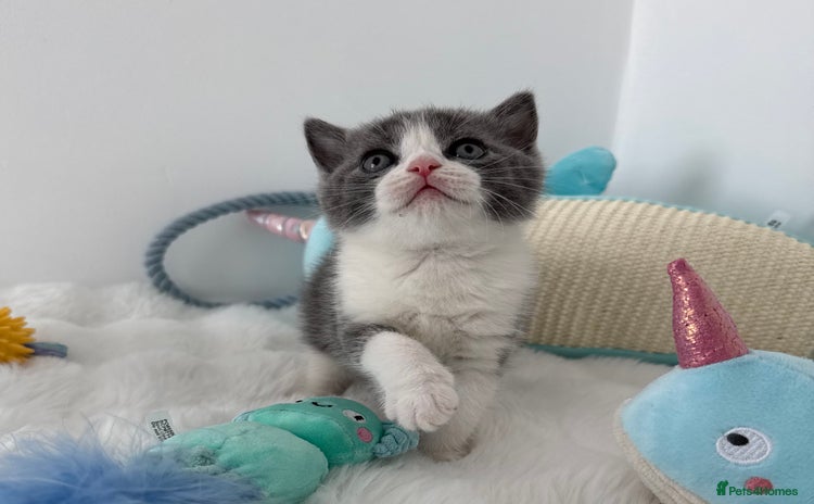 British Shorthair cats - Advert 2