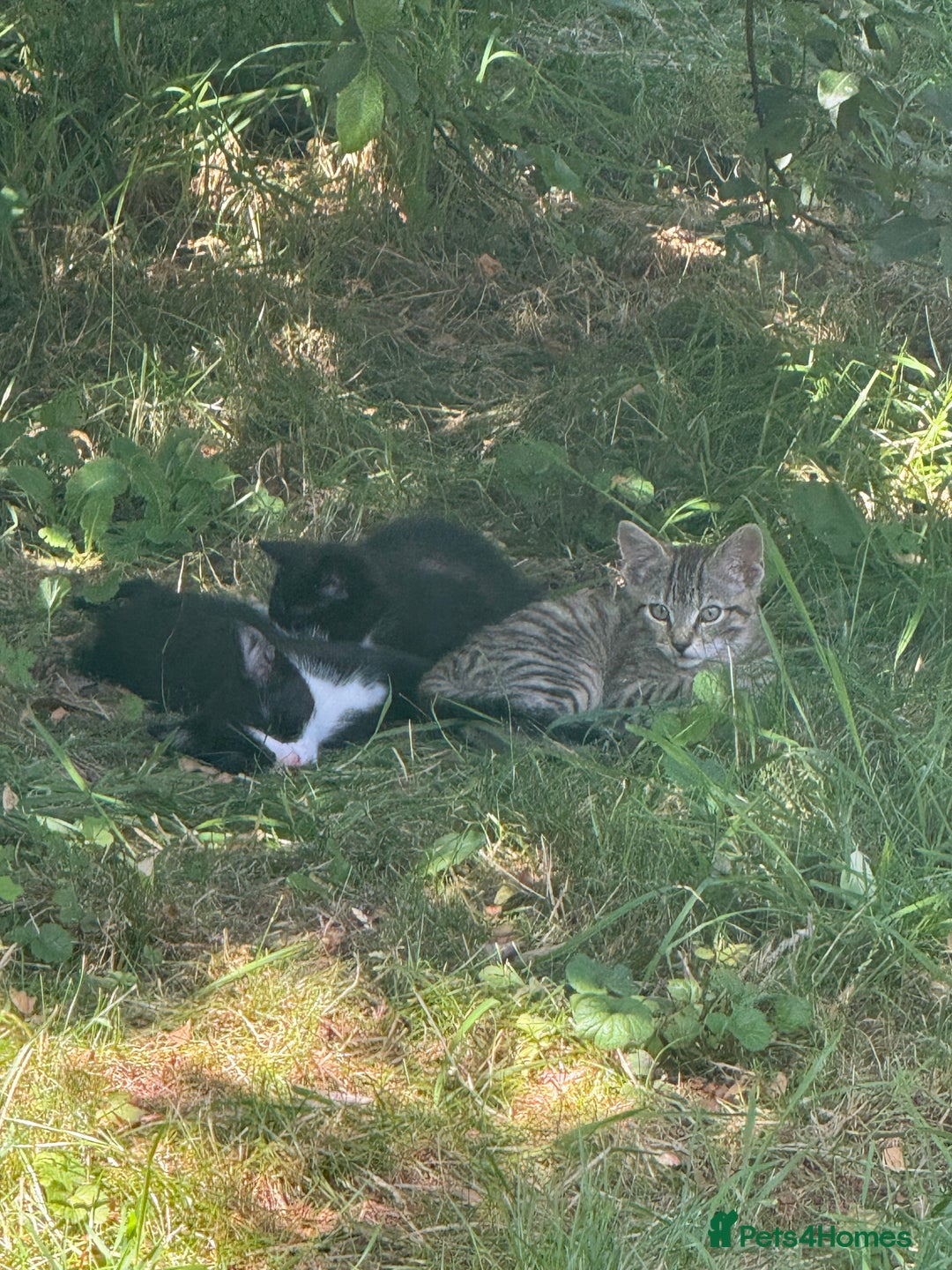 European cats for sale: 3 beautiful kittens - Image 3