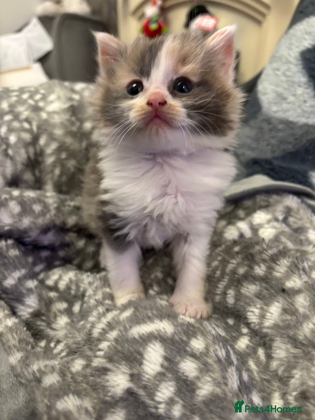 Mixed Breed cats for sale: Two Dilute Calico long hair Female kittens  - Advert 5