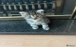 Persian cats for sale: Persian cross kittens - Image 9