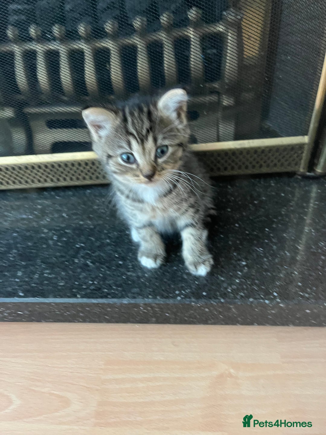 Persian cats for sale: Persian cross kittens - Image 9