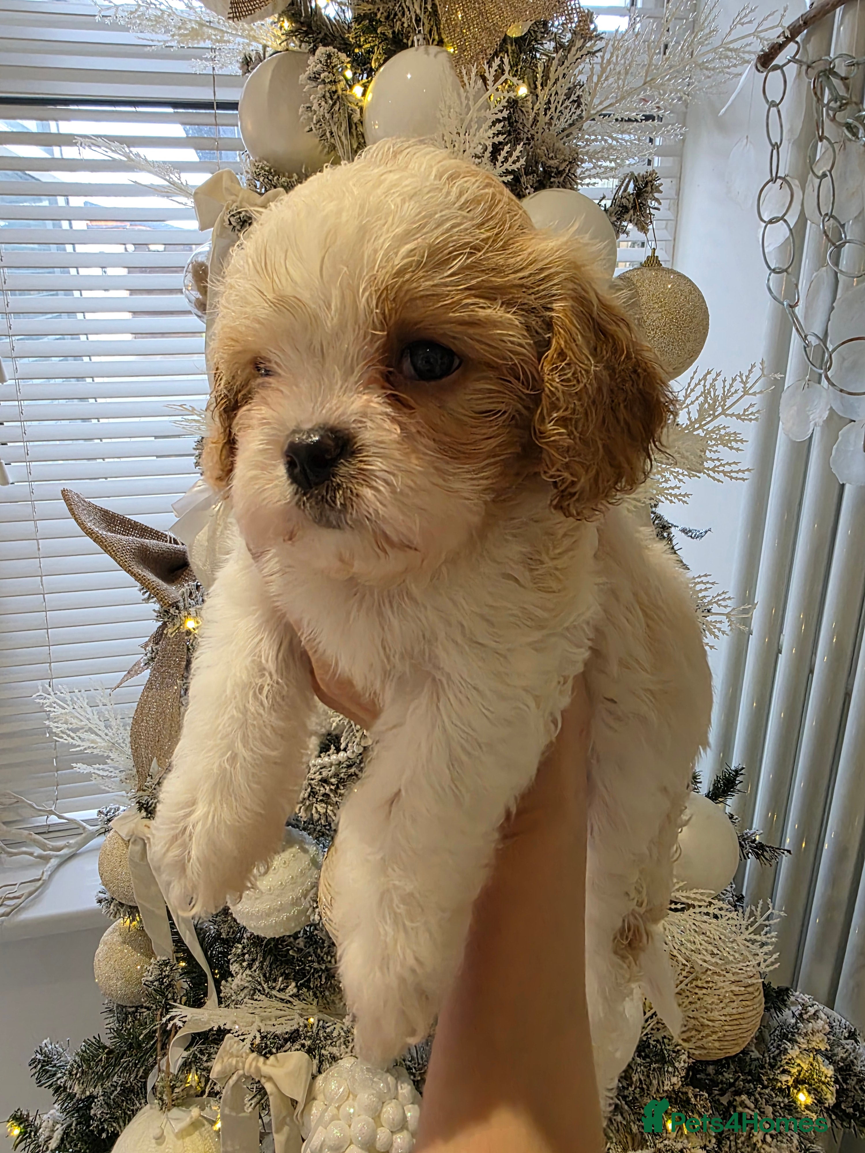 Cavapoo dogs Stunning f1 cavapoos only 1 boy available  - Advert 8