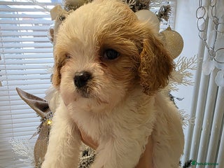 Cavapoo dogs Stunning f1 cavapoos only 1 boy available - Advert 15