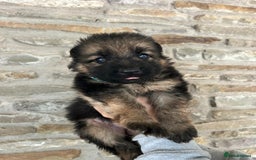 German Shepherd dogs for sale: Medium/long haired German shepherd puppies  - Image 8
