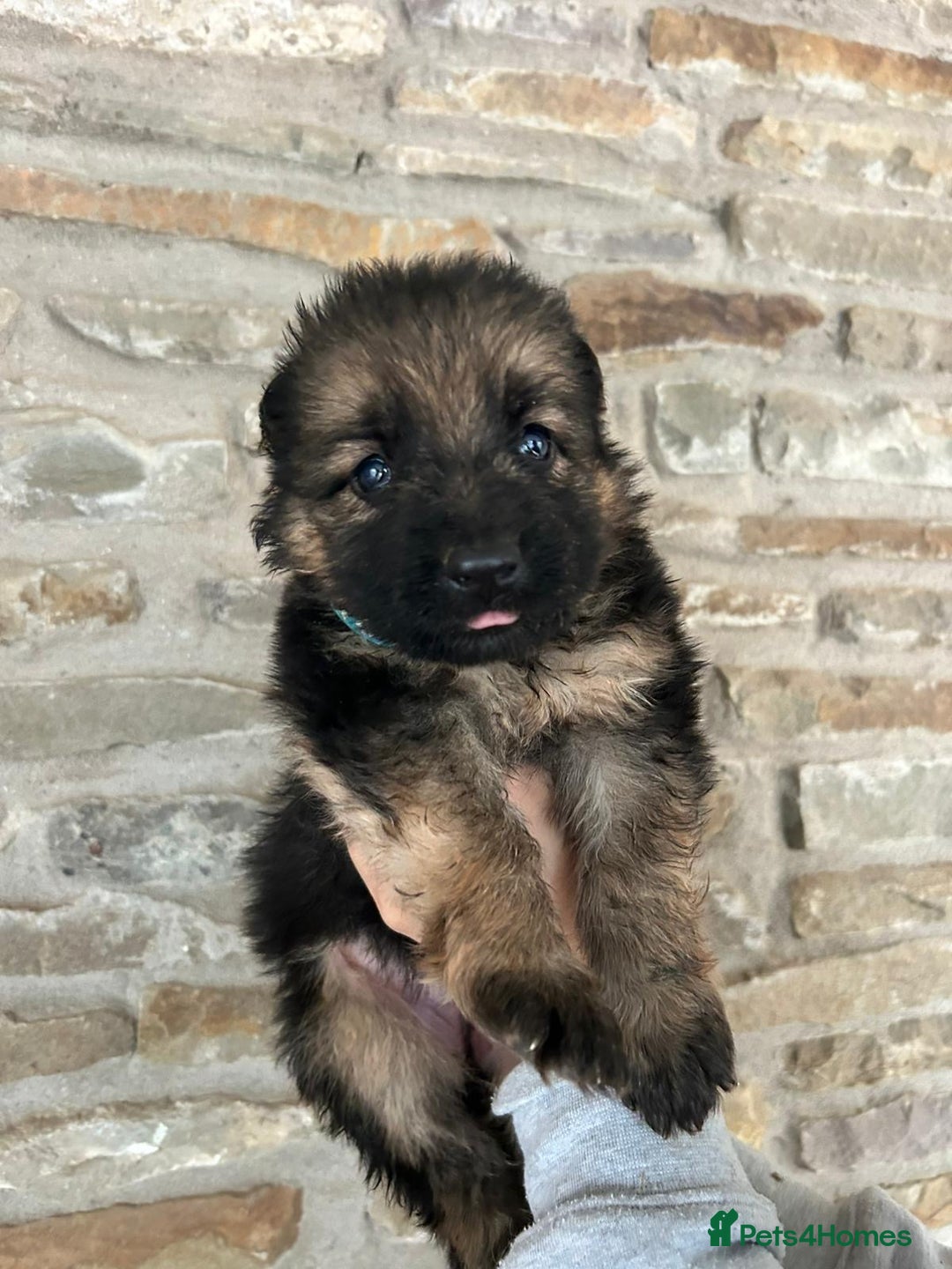 German Shepherd dogs for sale: Medium/long haired German shepherd puppies  - Image 8