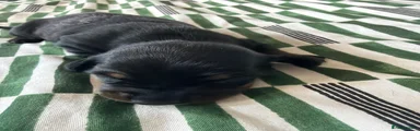 Miniature Dachshund 3