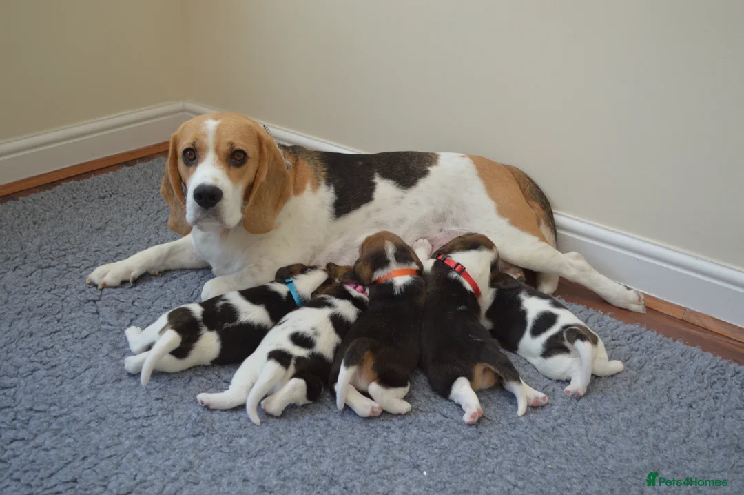 Beagle dogs for sale: CH Sired, Fully Health Tested, KC Reg, Beagle Pups - Advert 3