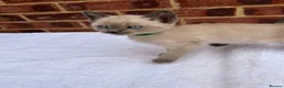 Ragdoll cats for sale: 3 beautiful male kittens in Ipswich - Advert 10