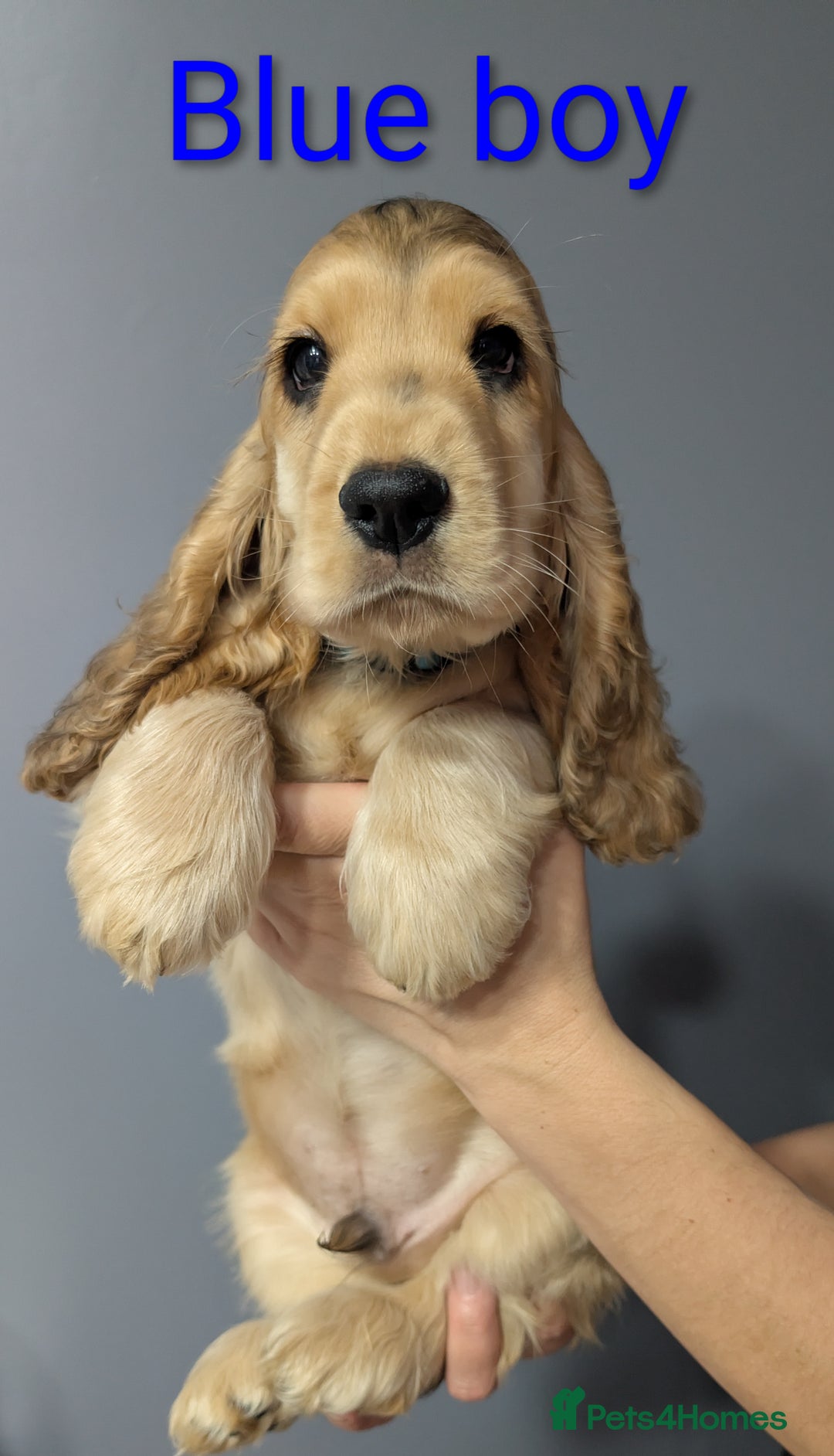 Cocker Spaniel dogs for sale:  Show type cocker spaniel puppies (SOLD) - Image 6