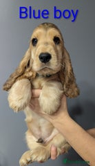 Cocker Spaniel Puppy 3