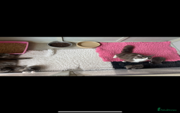 Maine Coon cats for sale: 😻GCCF HUGE RUSSIAN/GERMAN IMPORT MC KITTENS 😻 - Image 7