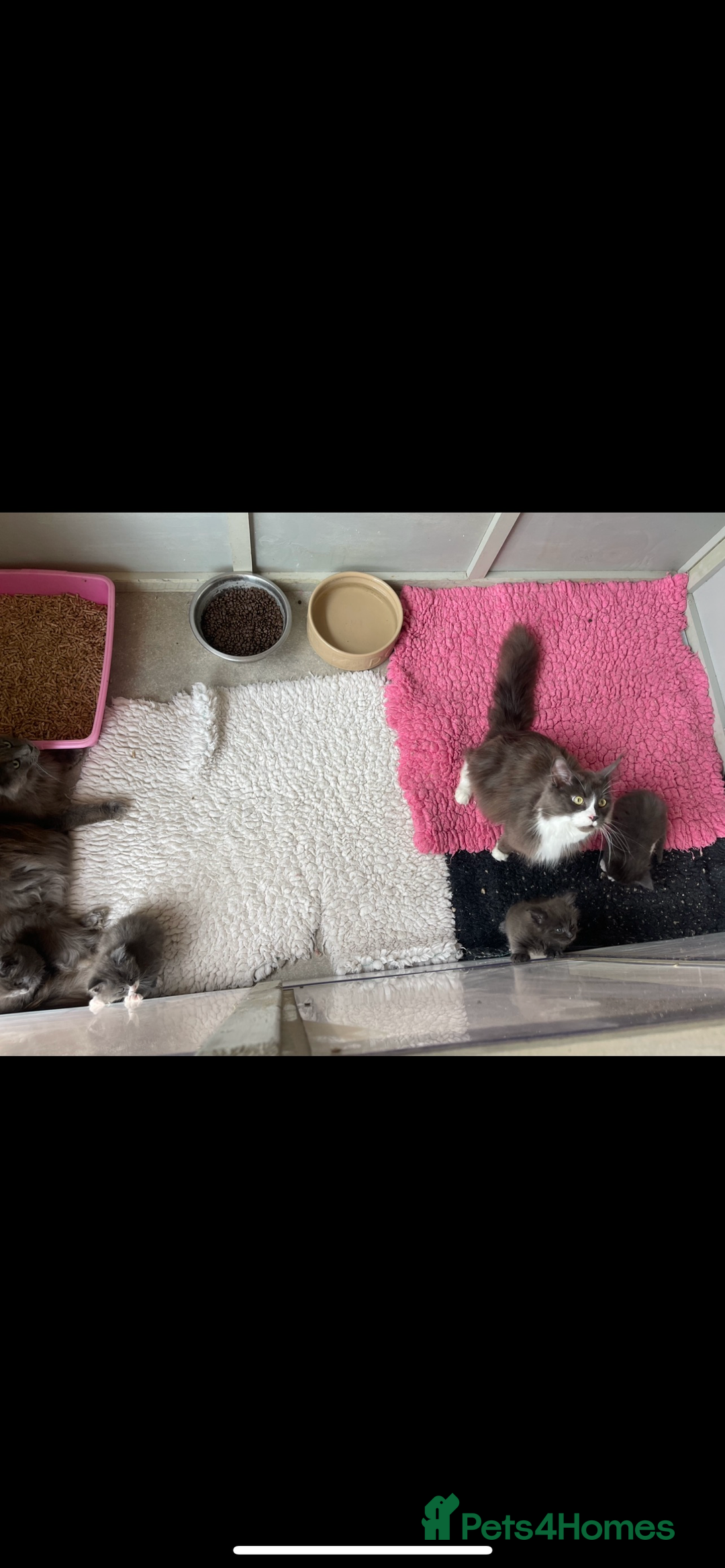 Maine Coon cats for sale: 😻GCCF HUGE RUSSIAN/GERMAN IMPORT MC KITTENS 😻 - Image 7