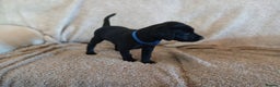 Labrador Retriever dogs for sale: Labrador  - Advert 4