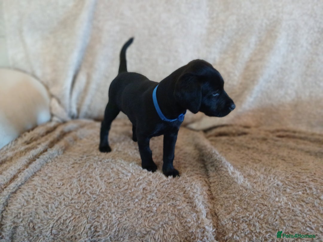 Labrador Retriever dogs for sale: Labrador  - Advert 4