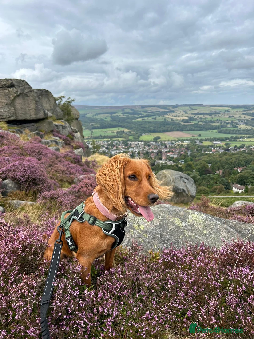 Cocker Spaniel dogs for sale: Working Cocker Spaniel's Puppies For Sale - Advert 1