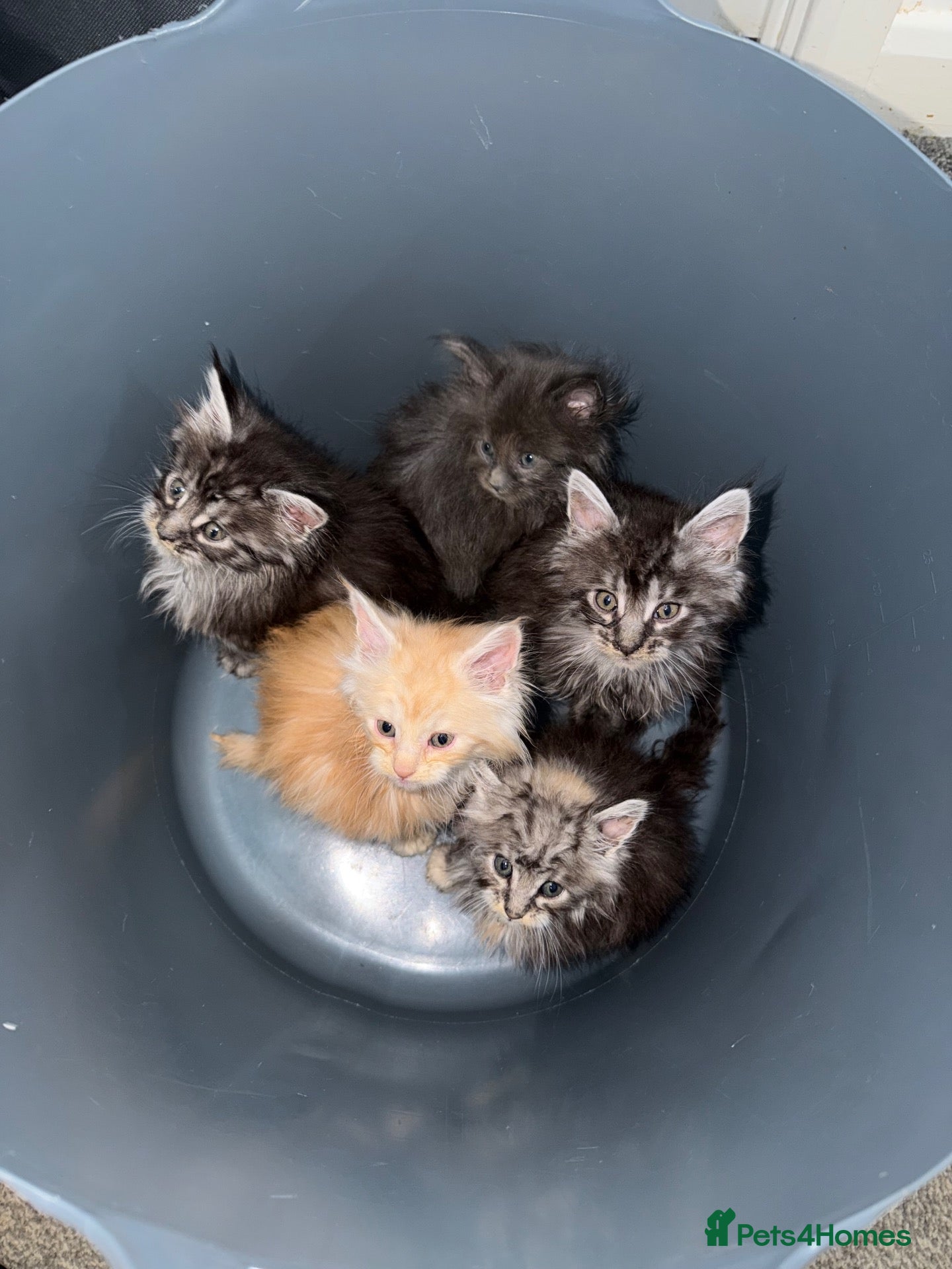 Maine Coon cats for sale: TICA Registered Maine coons  - Advert 6