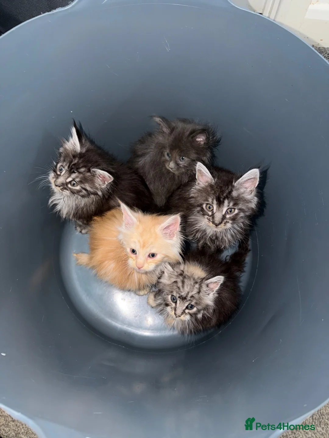 Maine Coon cats for sale: TICA Registered Maine coons  - Advert 1