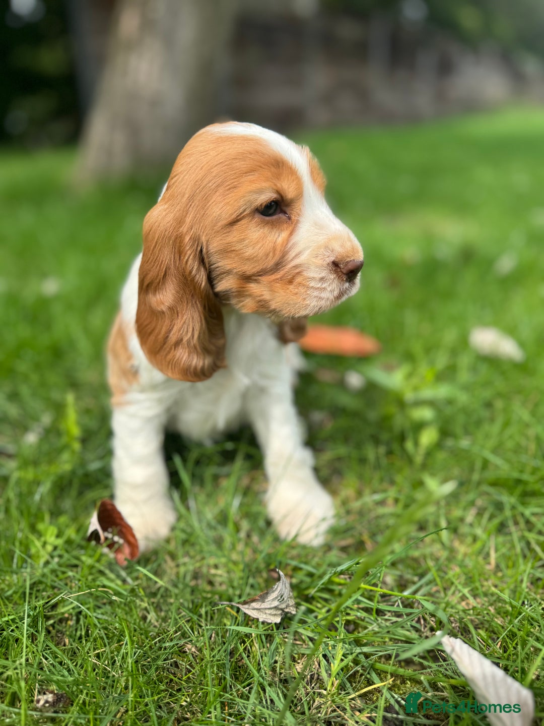 Cocker Spaniel dogs for sale: 100% SHOW TYPE HEALTH TESTED COCKERSPANIELS - Image 5