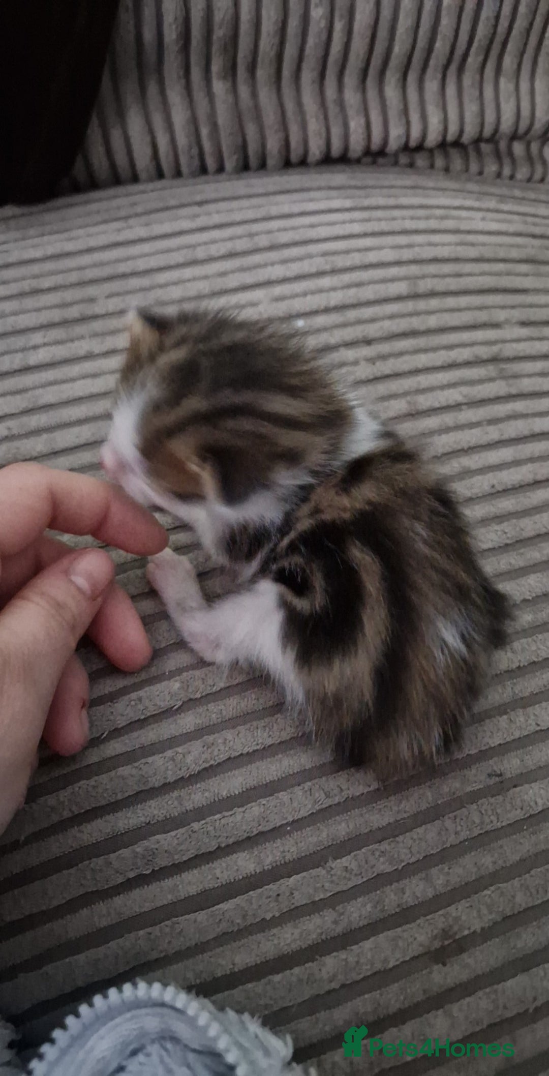 Mixed Breed cats for sale: 6 beautiful kittens  - Advert 8