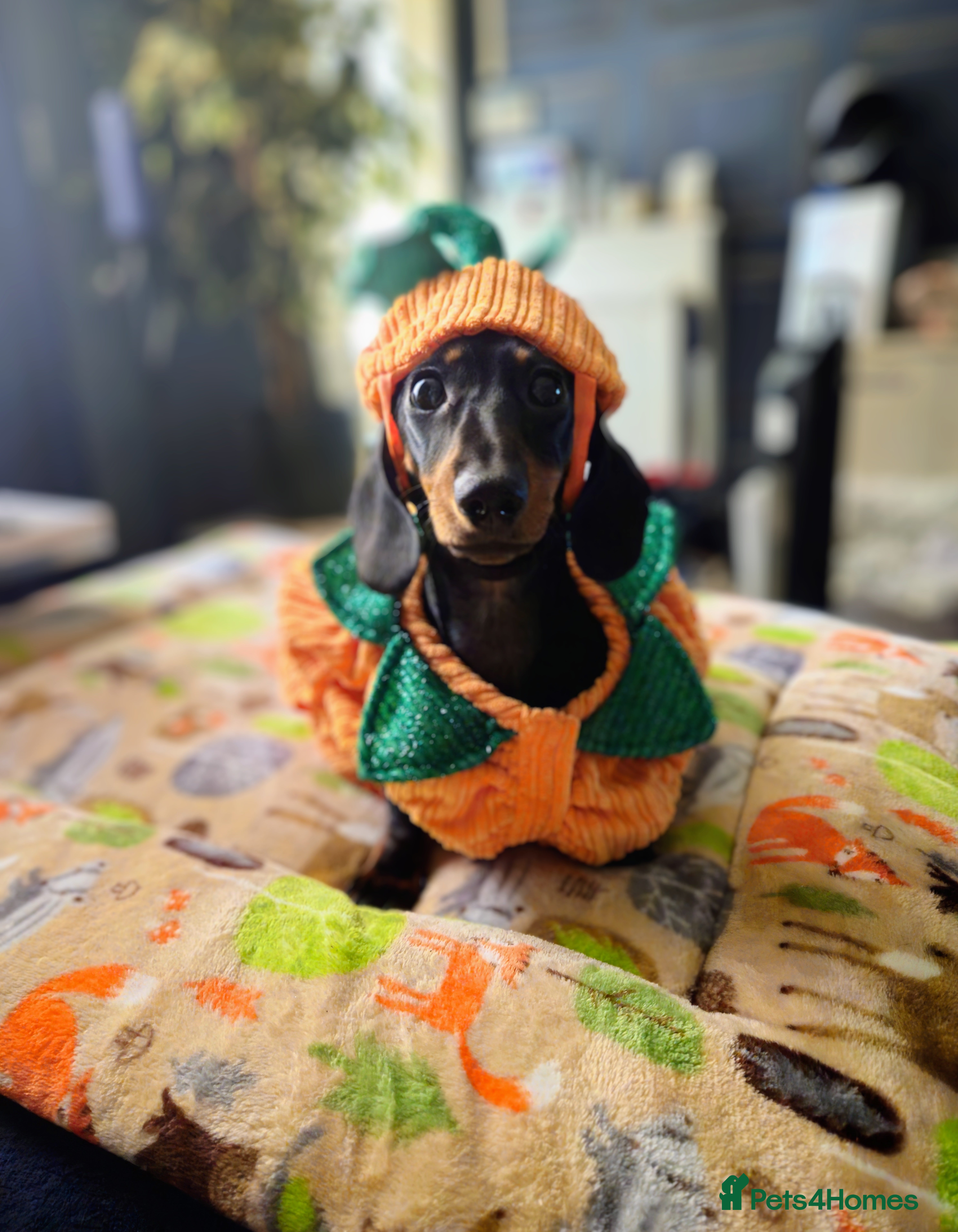 Miniature Dachshund dogs Kc registered minature Dachshunds - Advert 1