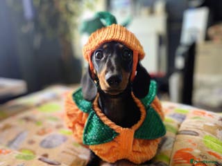 Miniature Dachshund dogs Kc registered minature Dachshunds - Advert 14