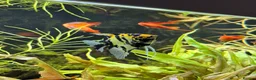 Live Bearers fish for sale: Fish for rehome  in Eastleigh - Advert 1