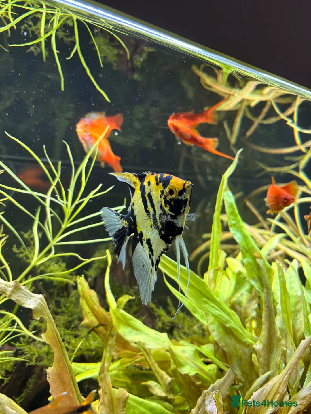 Live Bearers fish for sale: Fish for rehome  in Eastleigh - Advert 1