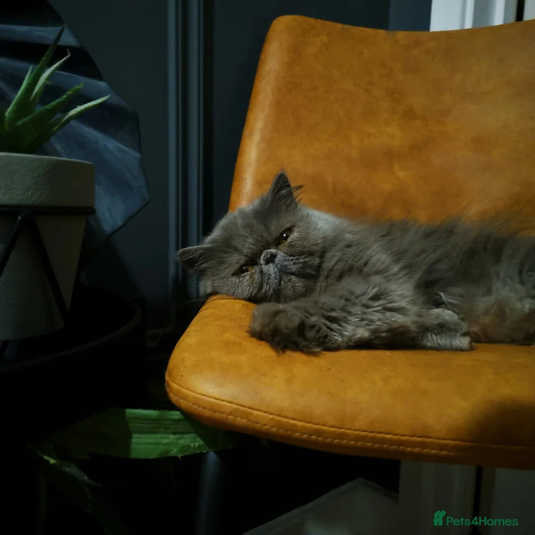 Persian cats for sale: Beautiful blue persian queen cat - Advert 1