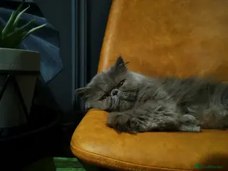 Persian cats Beautiful blue persian queen cat - Advert 6