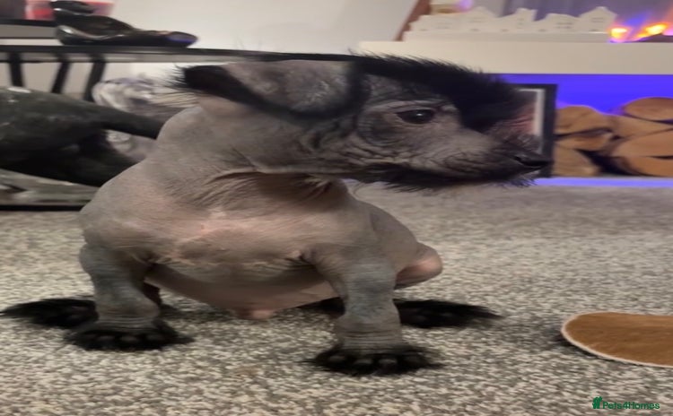Chinese Crested dogs - Advert 1