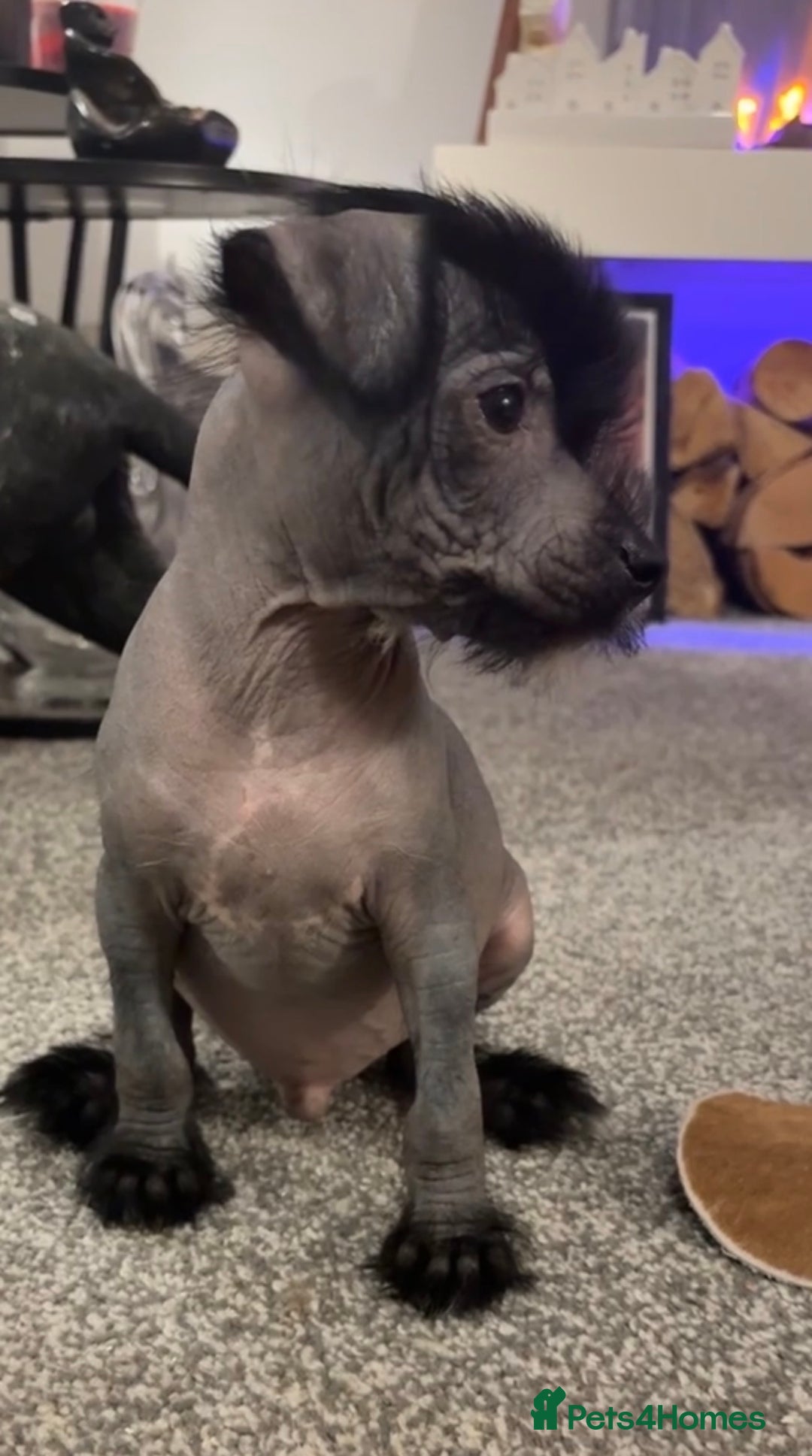 Crested Hairless Dog Breed Chinese Crested Puppies For Sale HAIRY