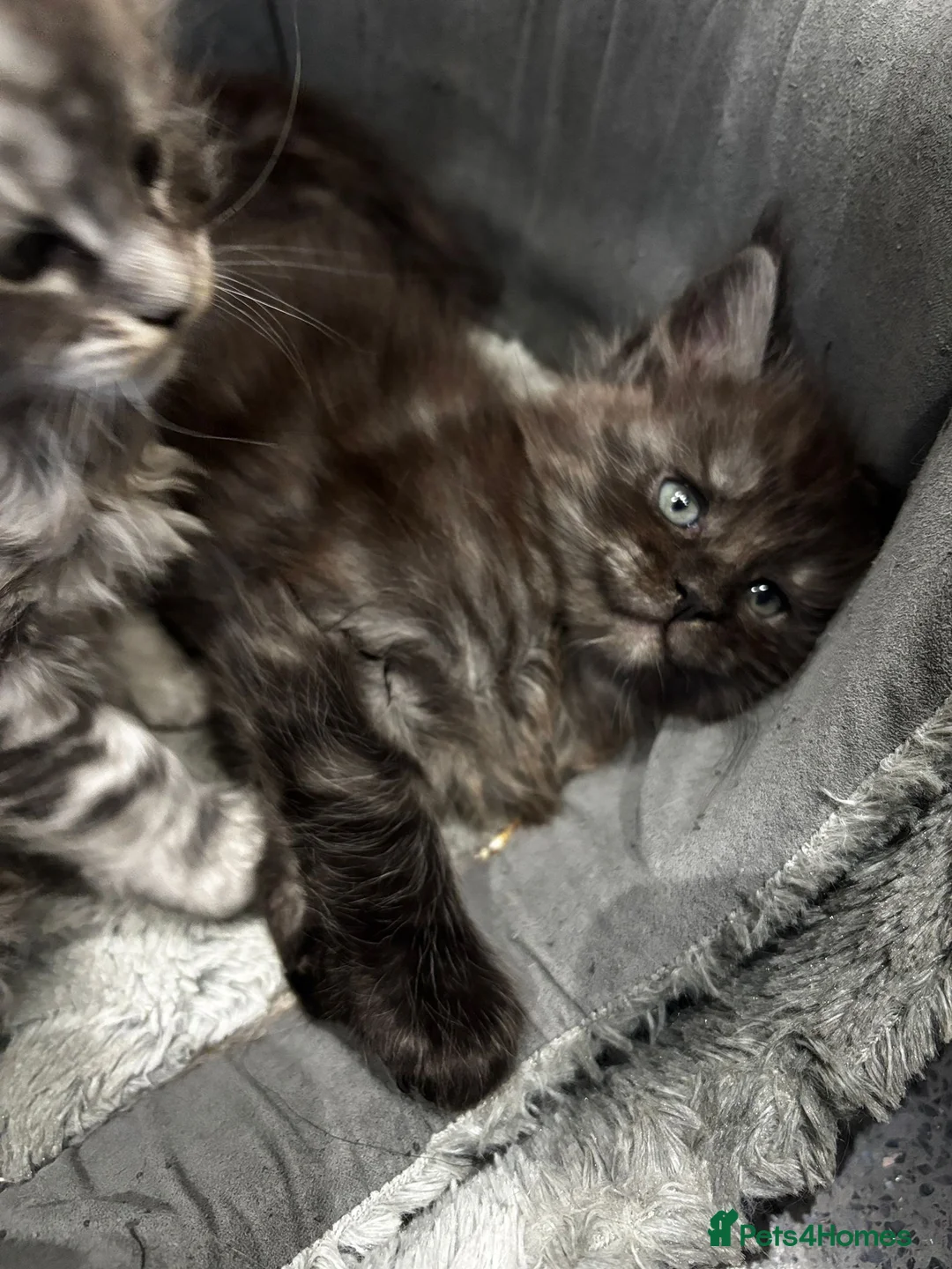 Maine Coon cats for sale: XXL Champion Sired Maine Coon Kittens  - Advert 7