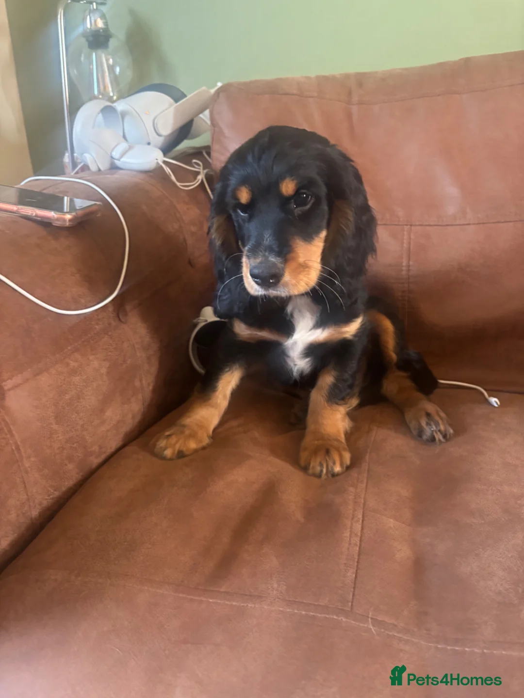 Mixed Breed dogs for sale: Cocker x cockalier male - ready to go - Advert 2