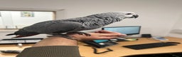 Parrots birds for sale: Hand Reared Baby African Greys  - Advert 6