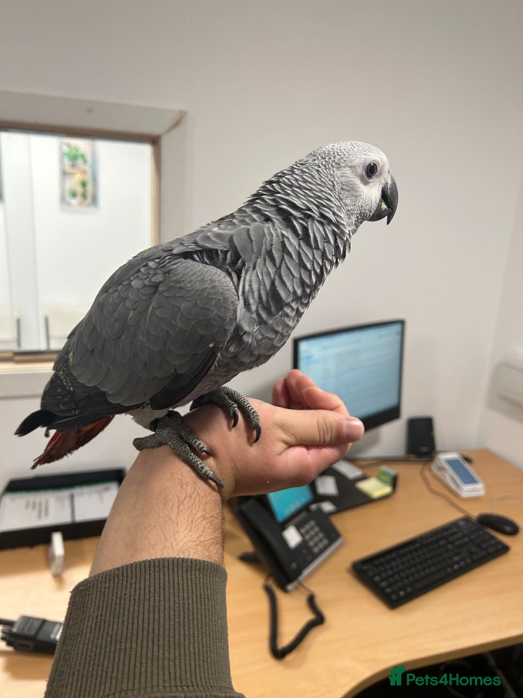 Parrots birds for sale: Hand Reared Baby African Greys  - Advert 6