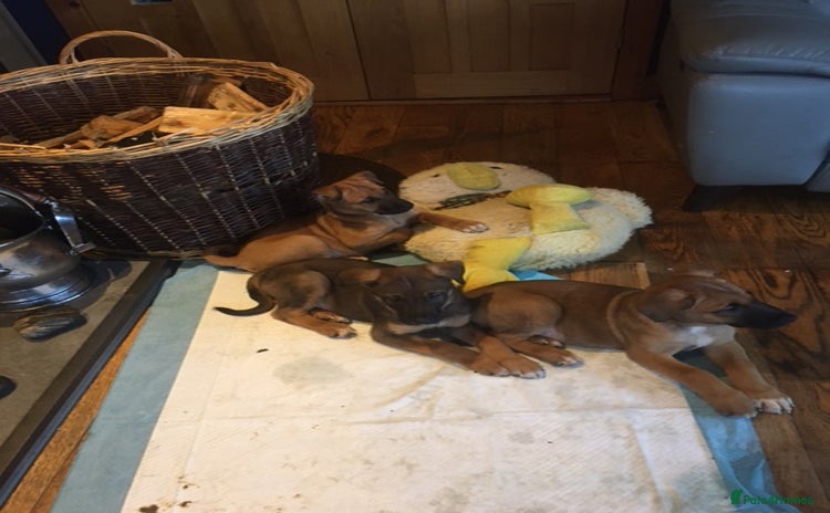 Mixed Breed dogs - Advert 2